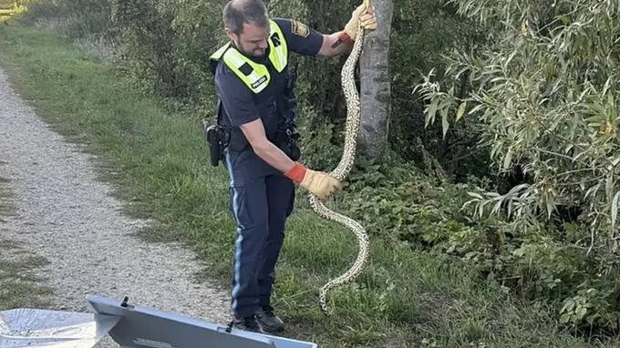 Anakonda na obali Dunava: Kako je egzotična zmija dospela do Donje Bavarske?