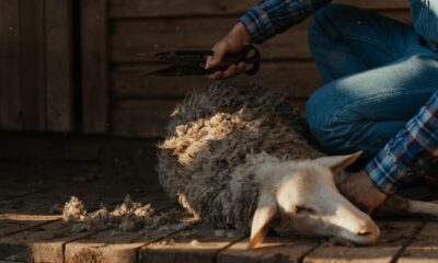 Ovčarstvo u Srbiji beleži gubitke: Šišanje ovce 450 dinara, otkup vune samo 35