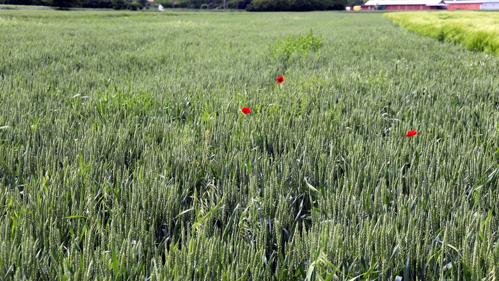 Kriza agrara u Rusiji: Pad izvoza pšenice otkriva duboke probleme tržišta