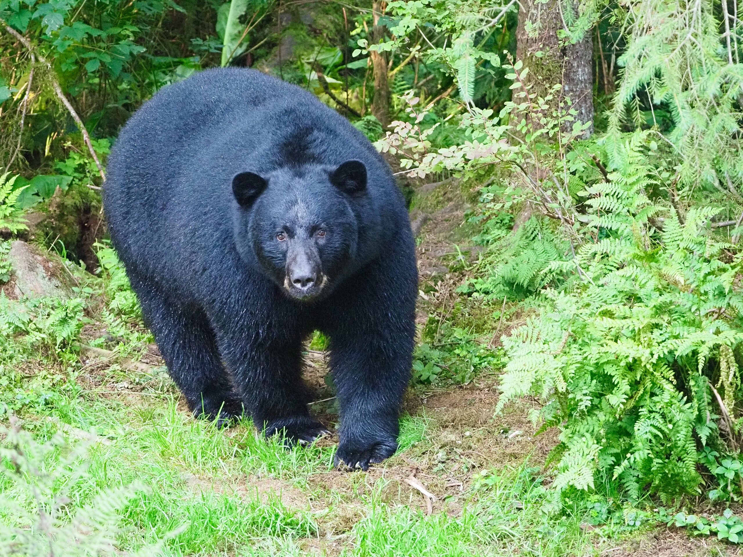 Nacionalni park Grand Teton prinuđen na usmrćivanje medveda zbog grešaka posetilaca – usmrćivanje medveda Grand Teton