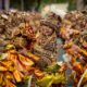Zaboravljeno ostrvo otkriva bogatstvo filipinske kulture kroz tradiciju i umetnost (VIDEO) – Zaboravljeno ostrvo Filipini