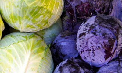 cabbage, red cabbage, white cabbage, vegetables, food, healthy, cabbage, cabbage, cabbage, cabbage, cabbage, red cabbage, red cabbage