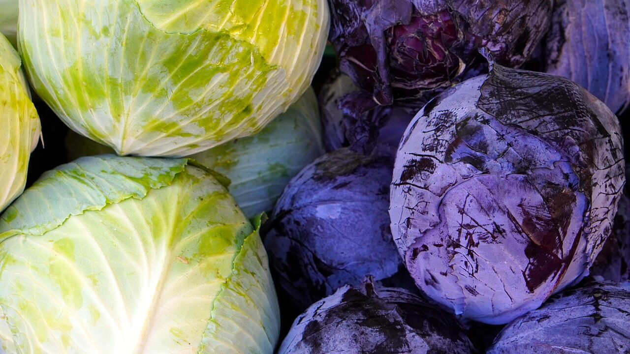 cabbage, red cabbage, white cabbage, vegetables, food, healthy, cabbage, cabbage, cabbage, cabbage, cabbage, red cabbage, red cabbage