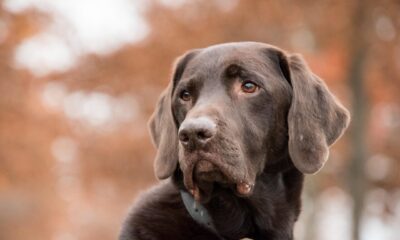 labrador, dog, animal, brown fur, mammal, portrait, pet, collar, nature, dog collar, canine, dog portrait