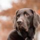labrador, dog, animal, brown fur, mammal, portrait, pet, collar, nature, dog collar, canine, dog portrait