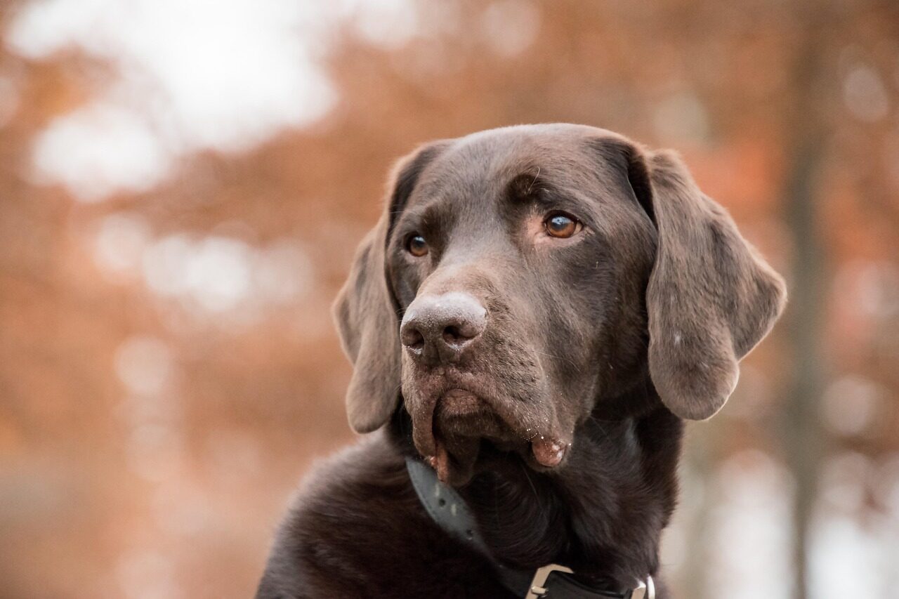 labrador, dog, animal, brown fur, mammal, portrait, pet, collar, nature, dog collar, canine, dog portrait