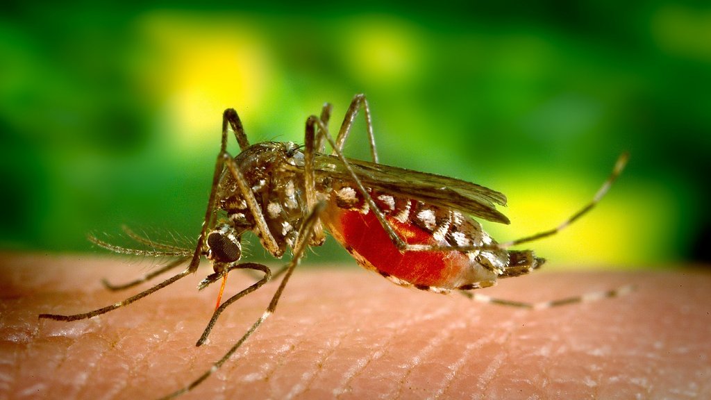 Groznica Zapadnog Nila u Srbiji: 46 slučajeva prijavljeno u deset okruga