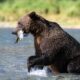 Nedelja debelih medveda 2026: Upoznajte Chunka, Buckyja i ostale takmičare