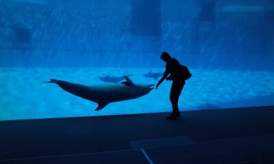 Uginuo delfin Eho u akvarijumu u Španiji nakon spasavanja iz Marineland-a