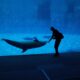 Uginuo delfin Eho u akvarijumu u Španiji nakon spasavanja iz Marineland-a