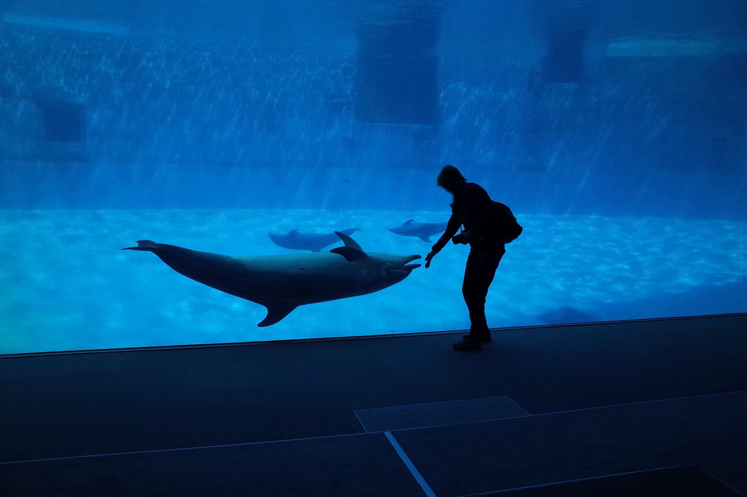 Uginuo delfin Eho u akvarijumu u Španiji nakon spasavanja iz Marineland-a