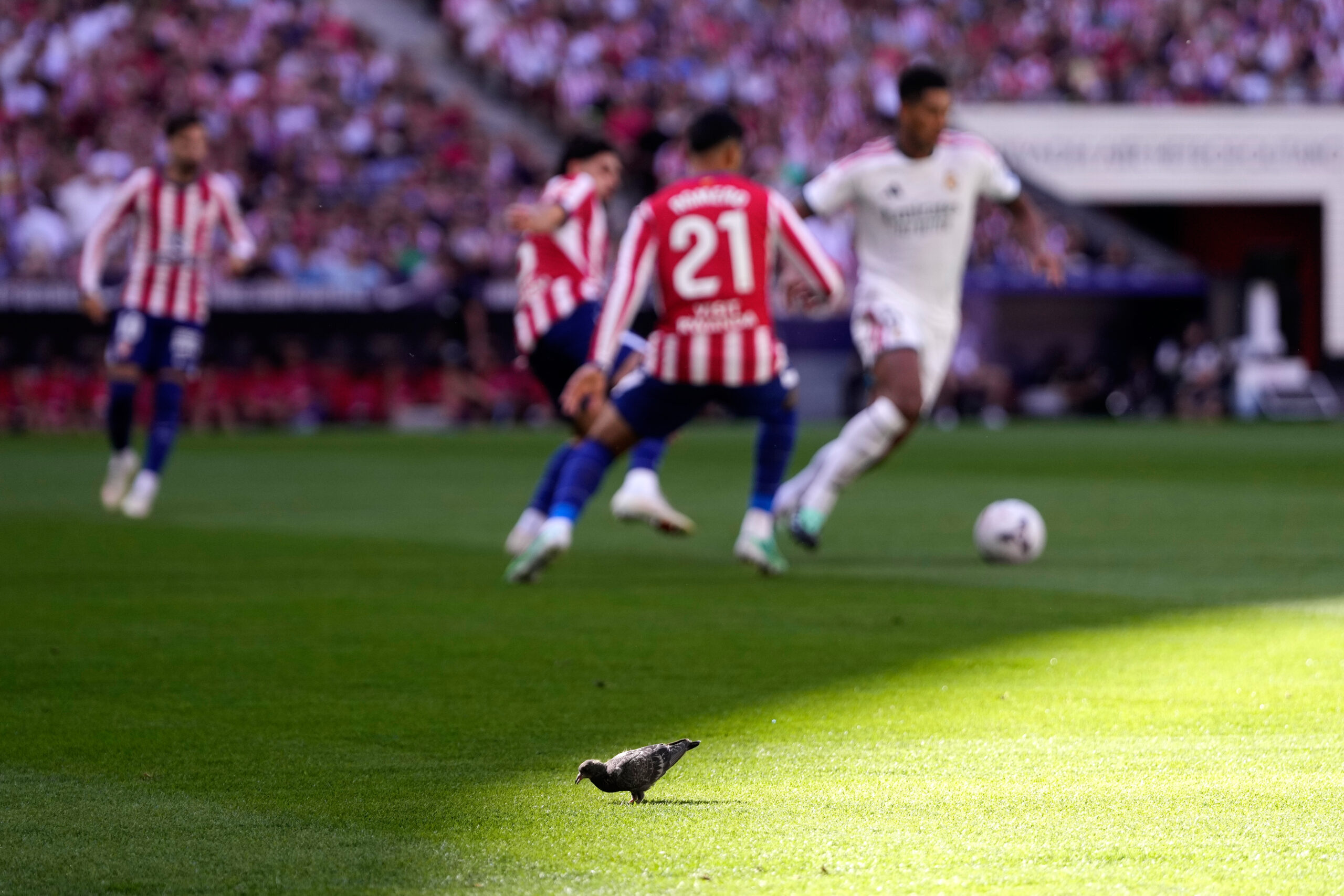 Jorge Cestero suspendovan u Real Madrid Kastilji: Koliko će trajati ova odluka? – Jorge Cestero Real Madrid Kastilja