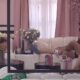 CAR MENJA ODLUKU I PONOVO PRILAZI ANELI: Njihov razgovor otkriva novu dinamiku odnosa (VIDEO) – nova dinamika odnosa između Cara i Aneli