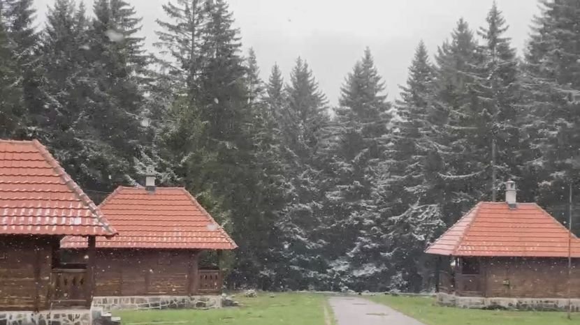 Golija skriva retko blago: Ris sve češće pred kamerama ove planine – ris na Goliji