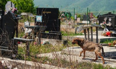 Krađa na groblju u Bajmoku: Porodica ostala bez cveća dan posle sahrane