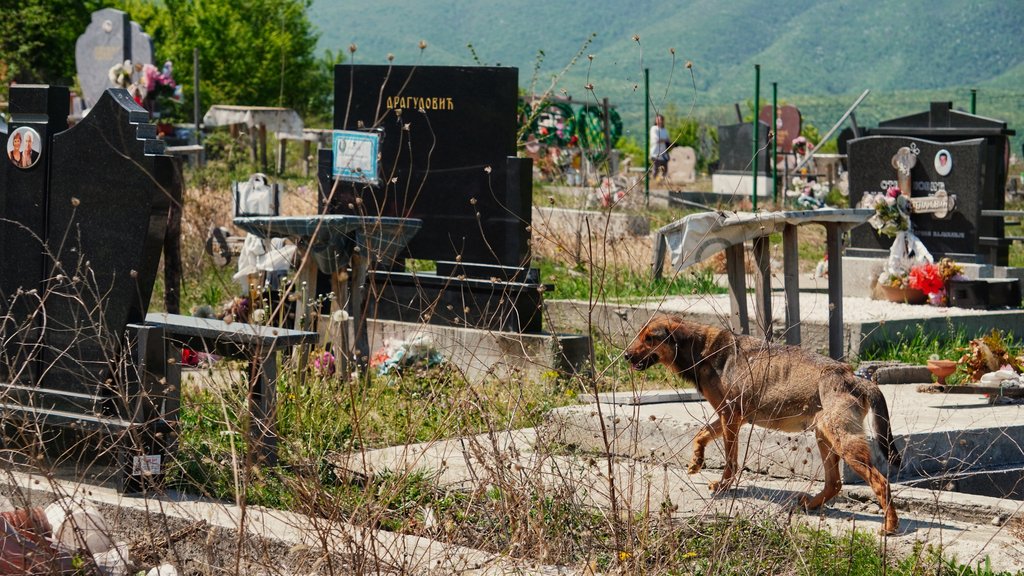 Krađa na groblju u Bajmoku: Porodica ostala bez cveća dan posle sahrane