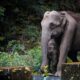 Poznata kompanija i WWF udružili snage za zaštitu puma u divljini – poznata kompanija WWF