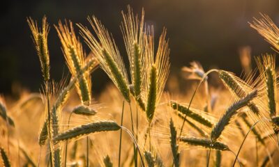 FAO indeks cena hrane porastao 1,5 odsto, najviši nivo od novembra 2022.