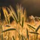 FAO indeks cena hrane porastao 1,5 odsto, najviši nivo od novembra 2022.