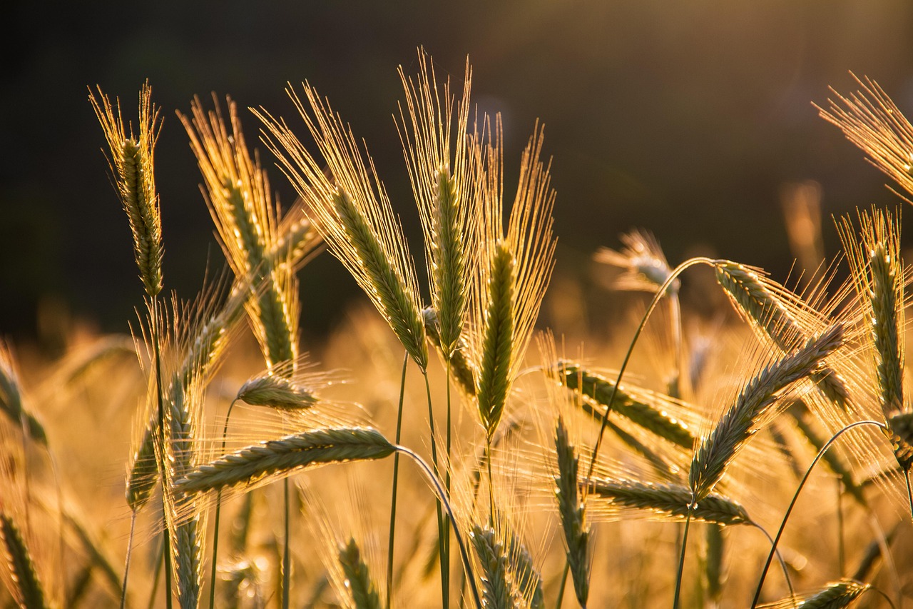 FAO indeks cena hrane porastao 1,5 odsto, najviši nivo od novembra 2022.