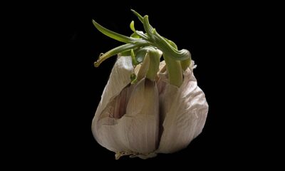 Srednjovekovni recept otkriva sporiji razvoj bakterijske otpornosti na lekove – otpornost bakterija na lekove
