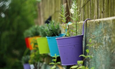 plant pot, multicoloured, nature, lavender, plant, flower wallpaper, pot, rainbow, coloured, flower background, colorful, beautiful flowers, flower, decoration