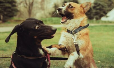 Two dogs playfully interacting in a park, showcasing joy and energy.