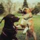Two dogs playfully interacting in a park, showcasing joy and energy.