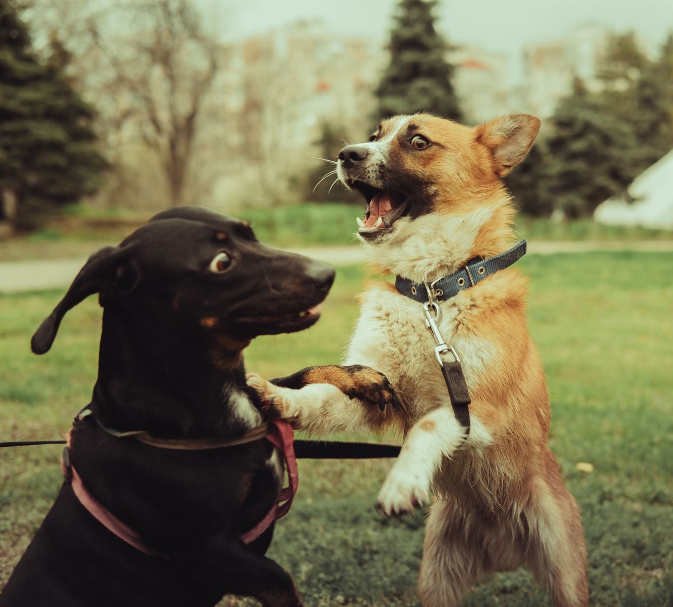 Two dogs playfully interacting in a park, showcasing joy and energy.