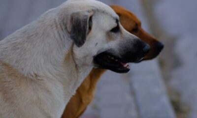 Two dogs standing on a sidewalk in İzmir, Türkiye, showcasing their attentive profiles.