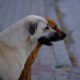 Two dogs standing on a sidewalk in İzmir, Türkiye, showcasing their attentive profiles.