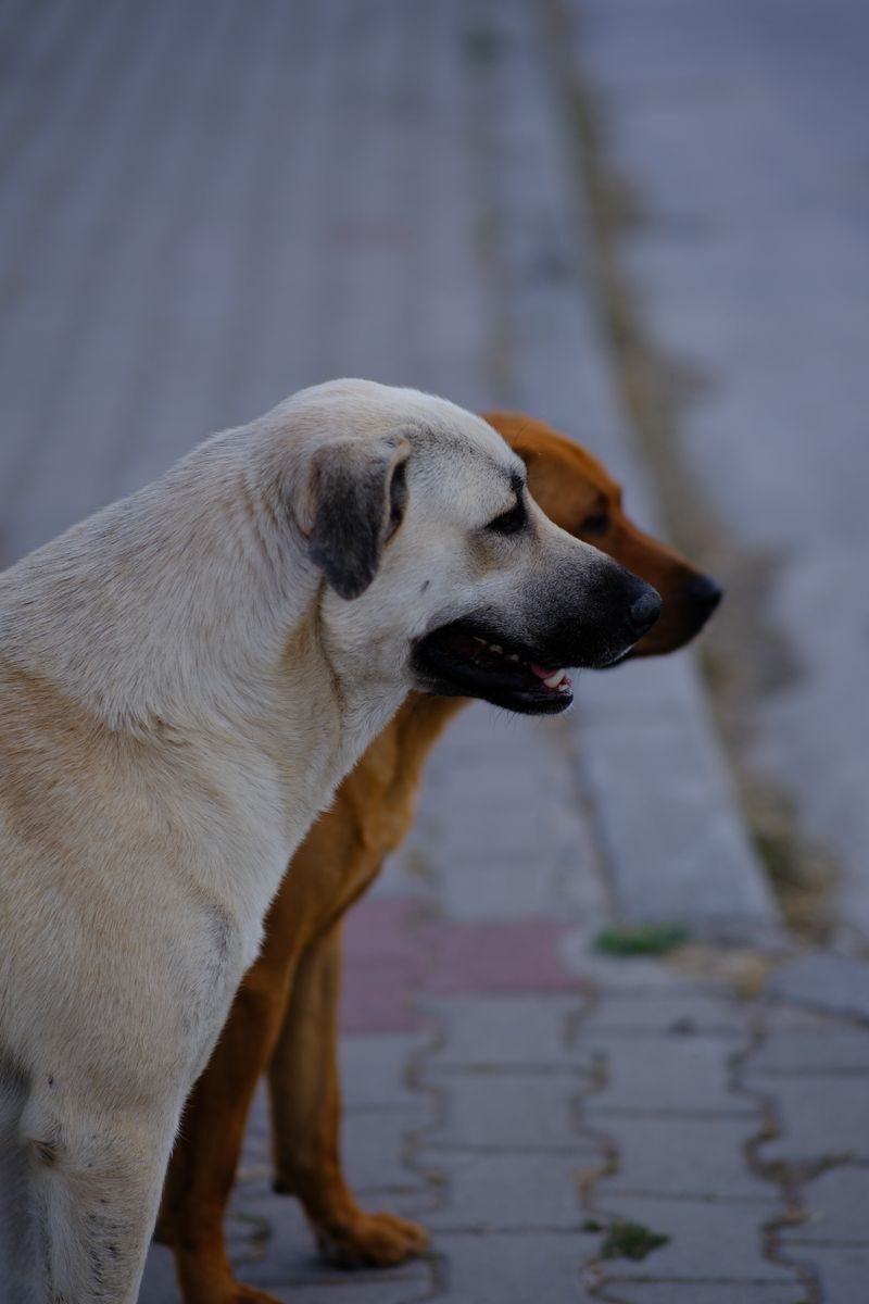 Two dogs standing on a sidewalk in İzmir, Türkiye, showcasing their attentive profiles.