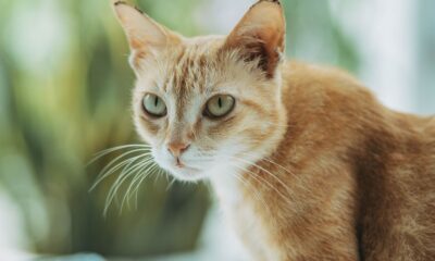 A ginger tabby cat with striking eyes in a soft-focus indoor setting.
