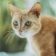 A ginger tabby cat with striking eyes in a soft-focus indoor setting.