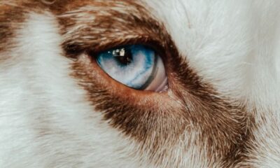 Extreme close-up of a Siberian Husky dog's blue eye showcasing its striking fur.