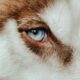 Extreme close-up of a Siberian Husky dog's blue eye showcasing its striking fur.