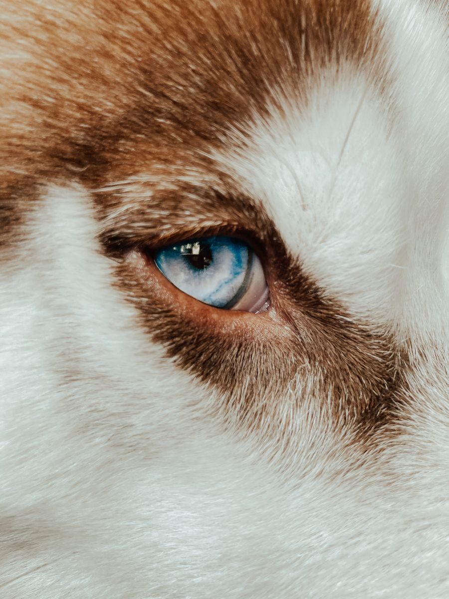 Extreme close-up of a Siberian Husky dog's blue eye showcasing its striking fur.