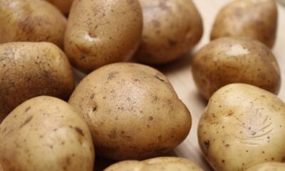 High-quality close-up photo of fresh raw potatoes on a wooden surface, ideal for food and culinary themes.