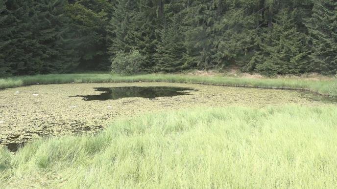 Dajićko jezero na Goliji: Prirodni biser bez obale krije zagonetne priče