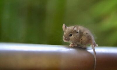 house mouse, long-tailed mouse, mus musculus, rodent, mammal, wildlife, mouse eared bat, nature