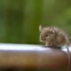 house mouse, long-tailed mouse, mus musculus, rodent, mammal, wildlife, mouse eared bat, nature