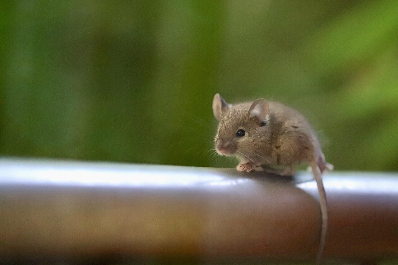 house mouse, long-tailed mouse, mus musculus, rodent, mammal, wildlife, mouse eared bat, nature