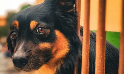 Free stock photo of dog, dogs