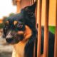 Free stock photo of dog, dogs