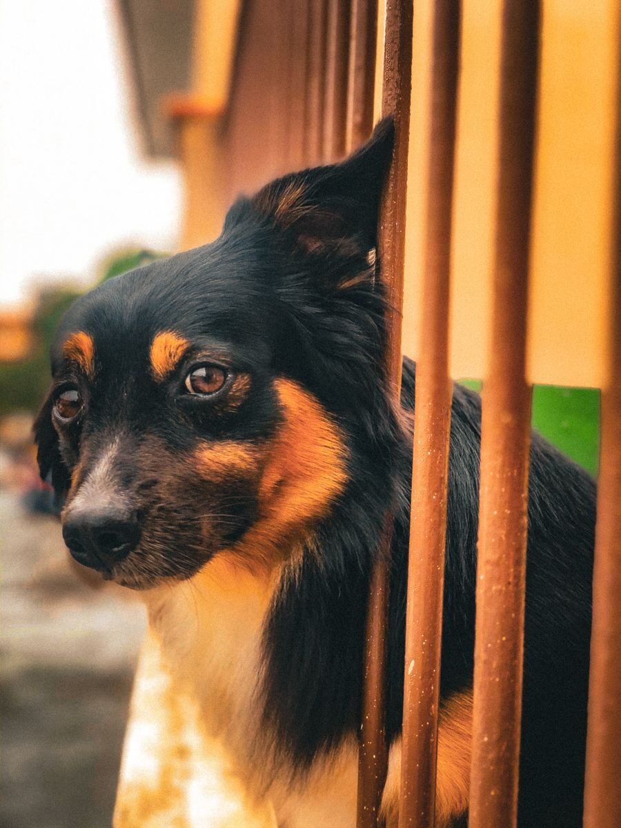 Free stock photo of dog, dogs