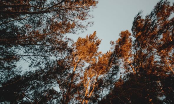 Majestic trees captured with a warm glow during sunset, evoking a serene autumn feel.