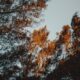 Majestic trees captured with a warm glow during sunset, evoking a serene autumn feel.