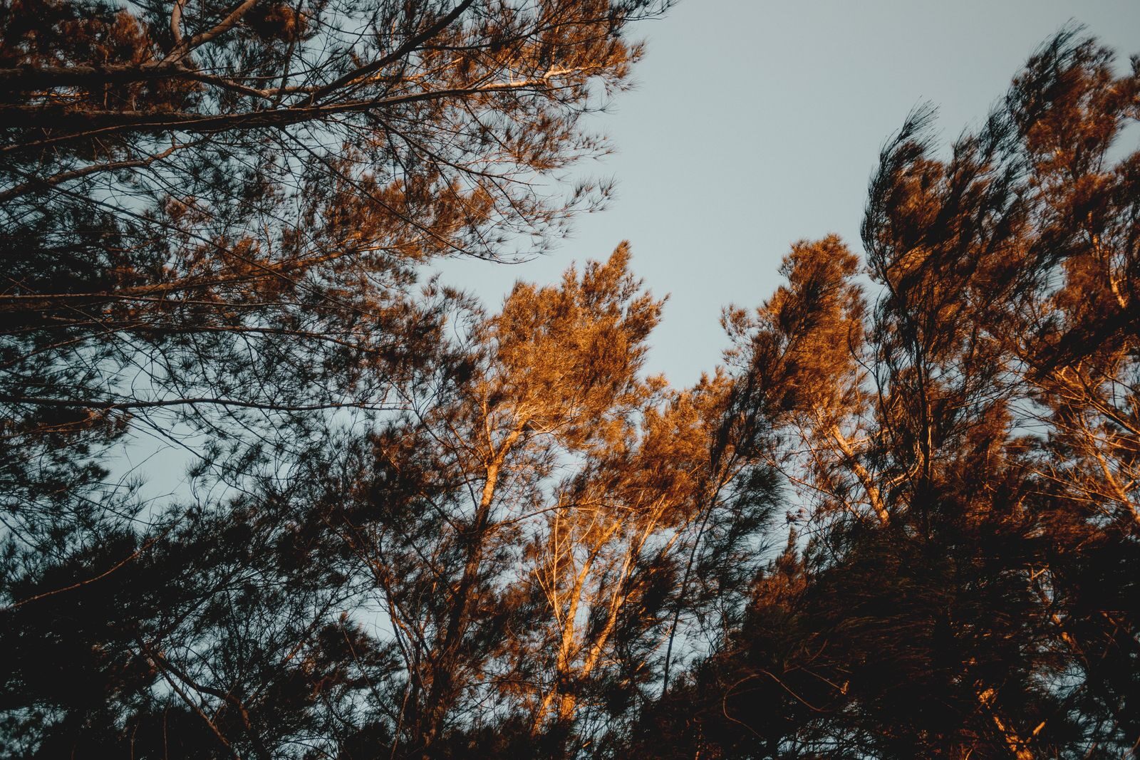 Majestic trees captured with a warm glow during sunset, evoking a serene autumn feel.