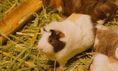 Cute guinea pigs munching on hay, showcasing their natural habitat.