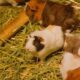 Cute guinea pigs munching on hay, showcasing their natural habitat.